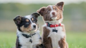 Puppies