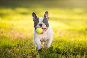 frenchbulldog hero