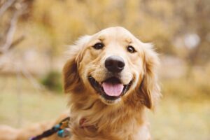 golden retriever hero