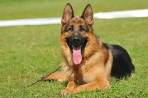 german shepherd hero