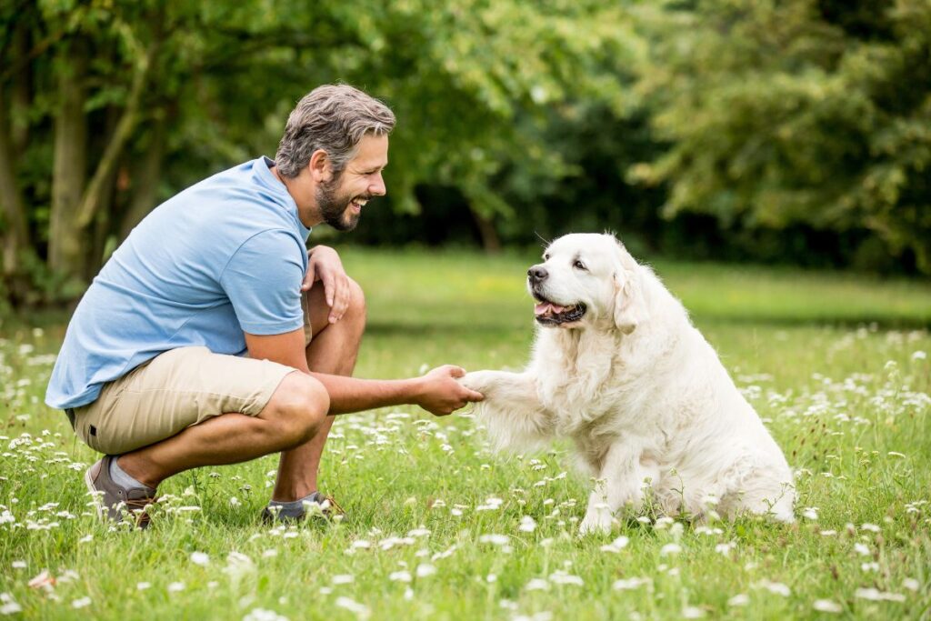Article How to Support Healthy Aging in Dogs