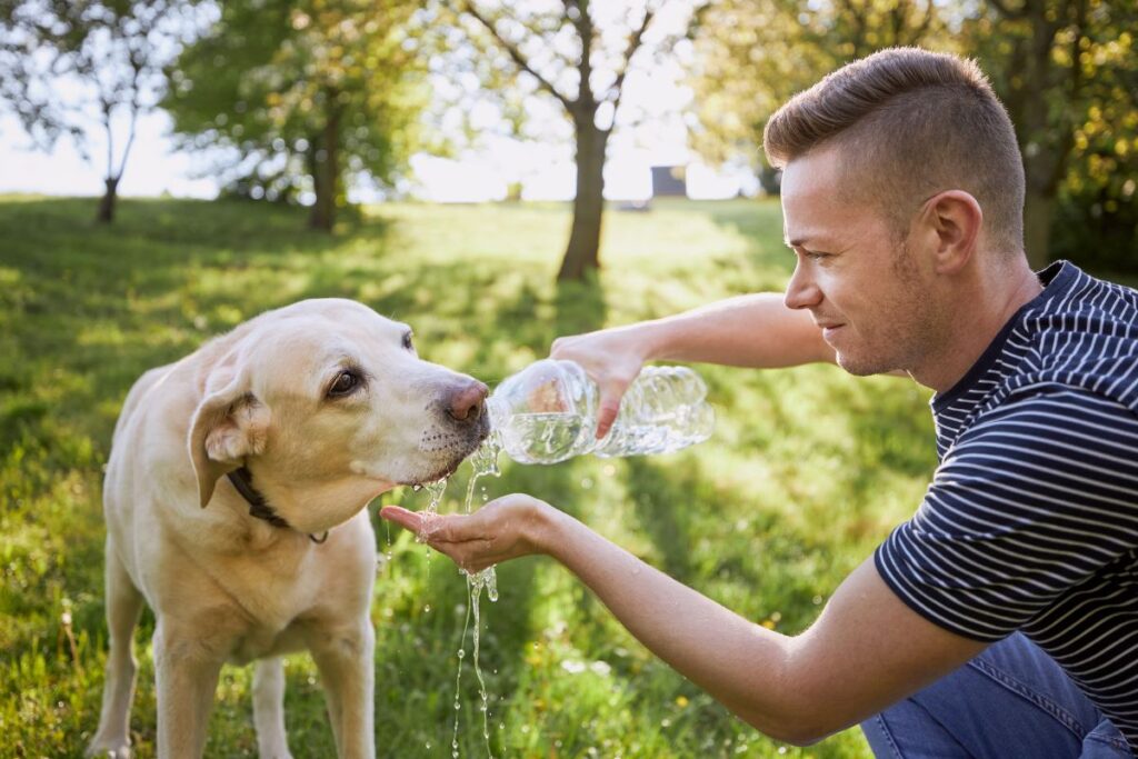 Article Dog Hydration Hero