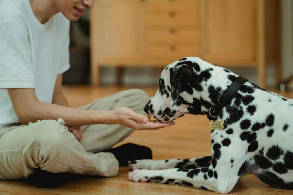 Article   TFD DIY Dog Food