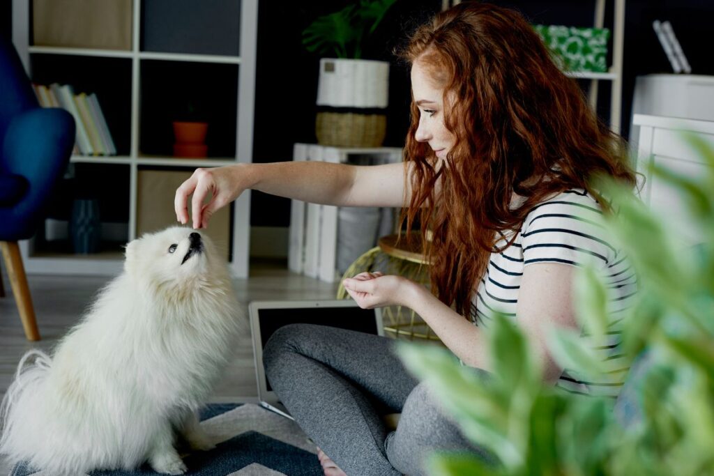 Article   TFD Dog Food Fillers